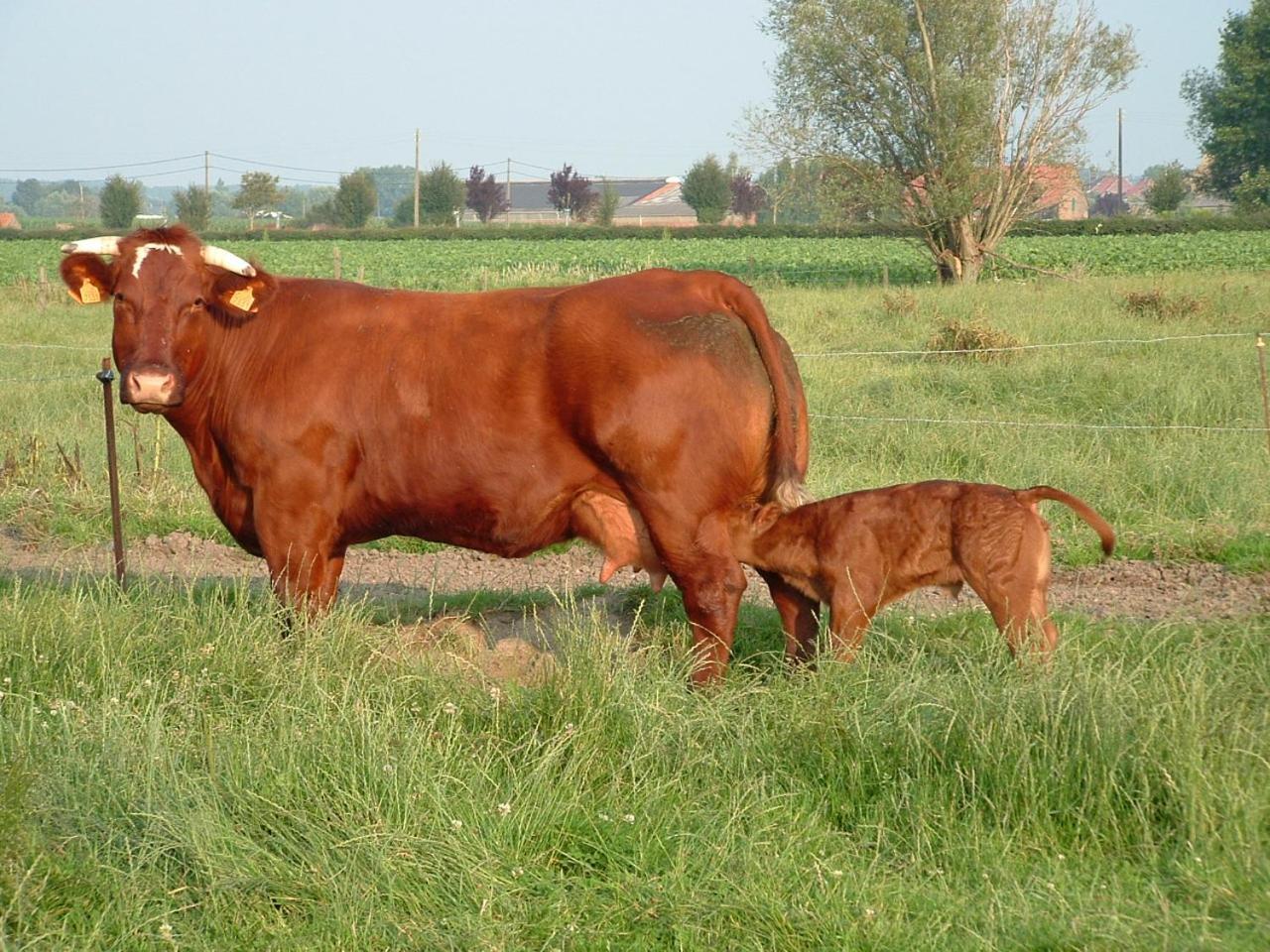 Hof Hullenhove Vakantieboerderij *